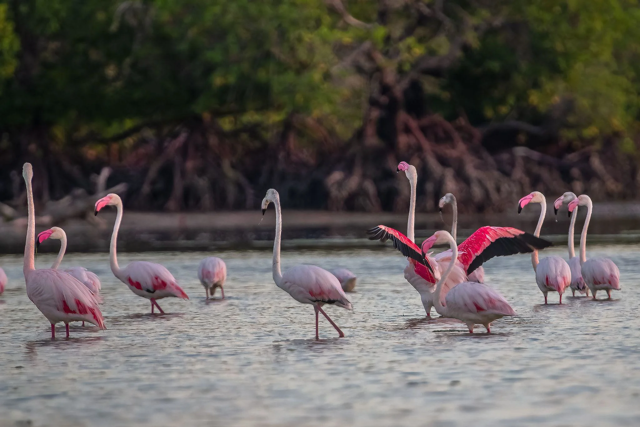 Bird watching along Mida Creek mangroves in Watamu Kenya